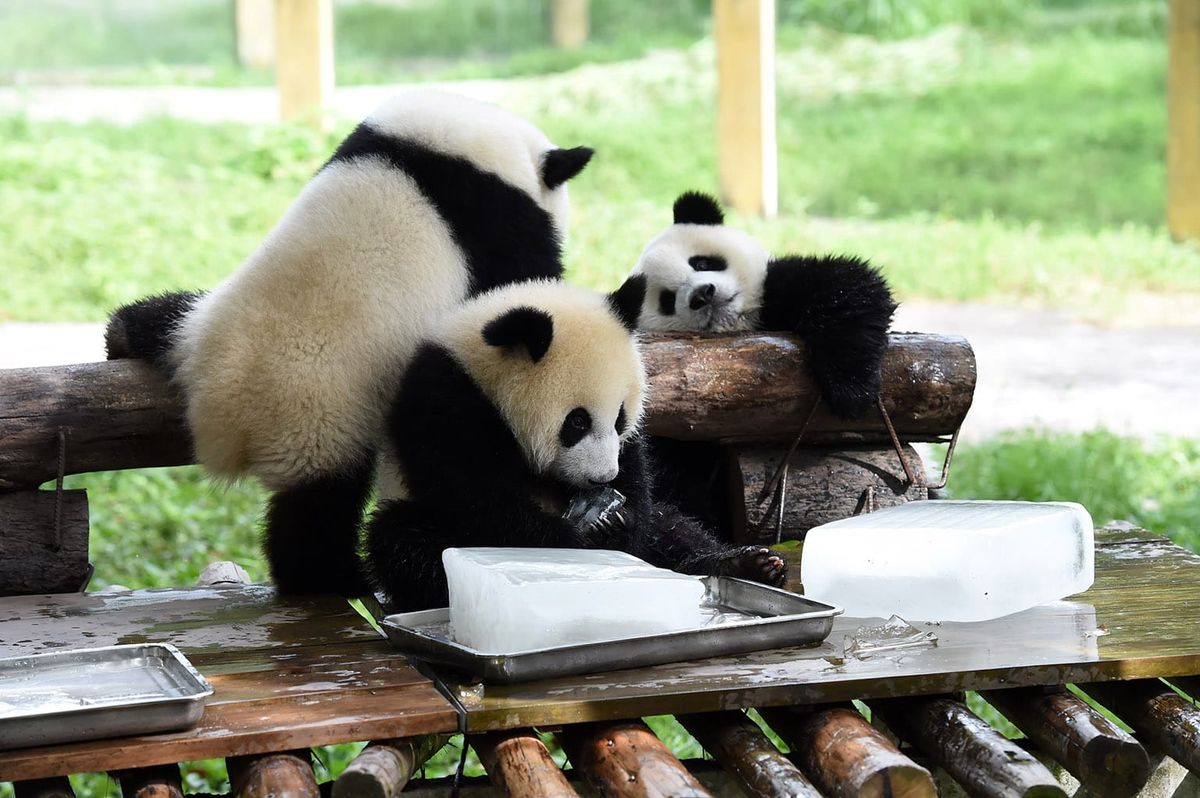 Indignity Image Roundup: Cool