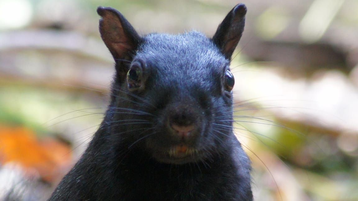 A melanistic squirrel