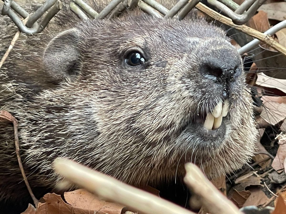 MR WRONG: You ain't nothin' but a groundhog