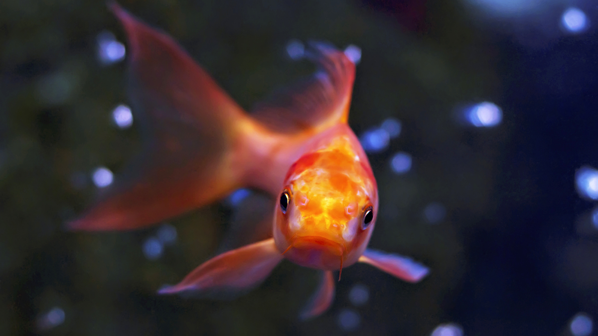 A goldfish