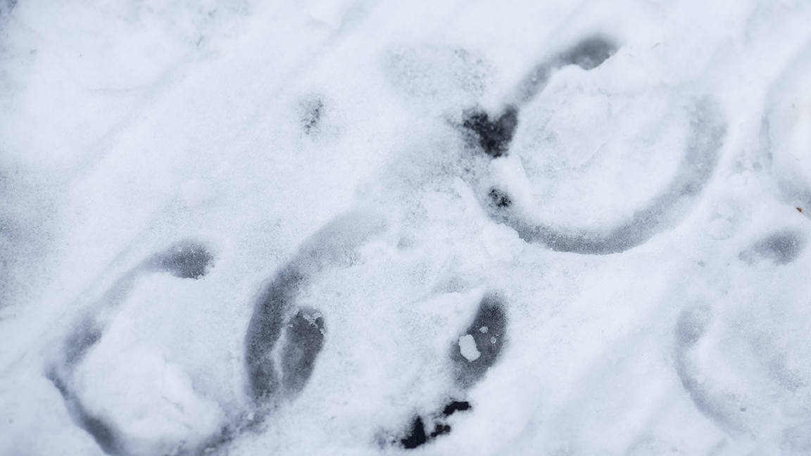 Hoofprints in the snow