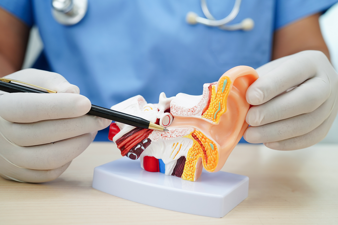 A surgical-gloved medical-looking person pointing to stuff on a model of a human ear, ouch.