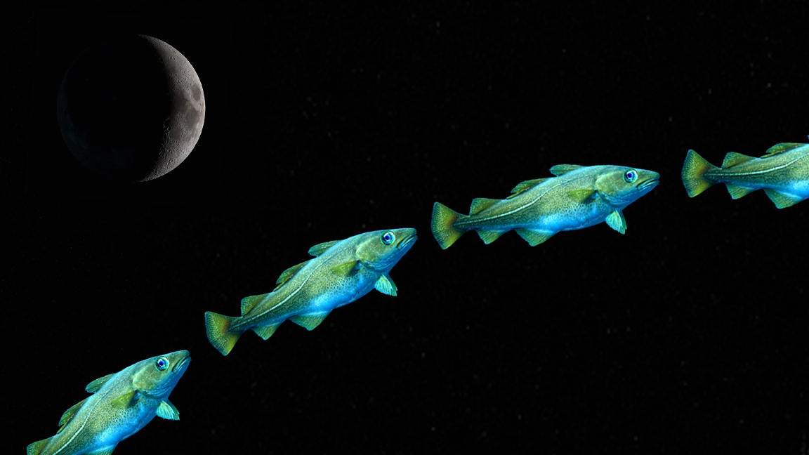A waxing Moon over an arc of codfish in darkness.