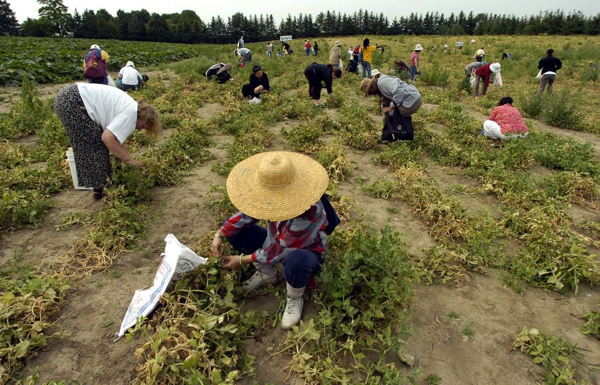 Wordle Postgame Report, August 11