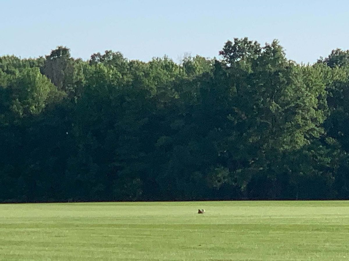 Indignity Vol. 2, No. 46: Landing zone. 