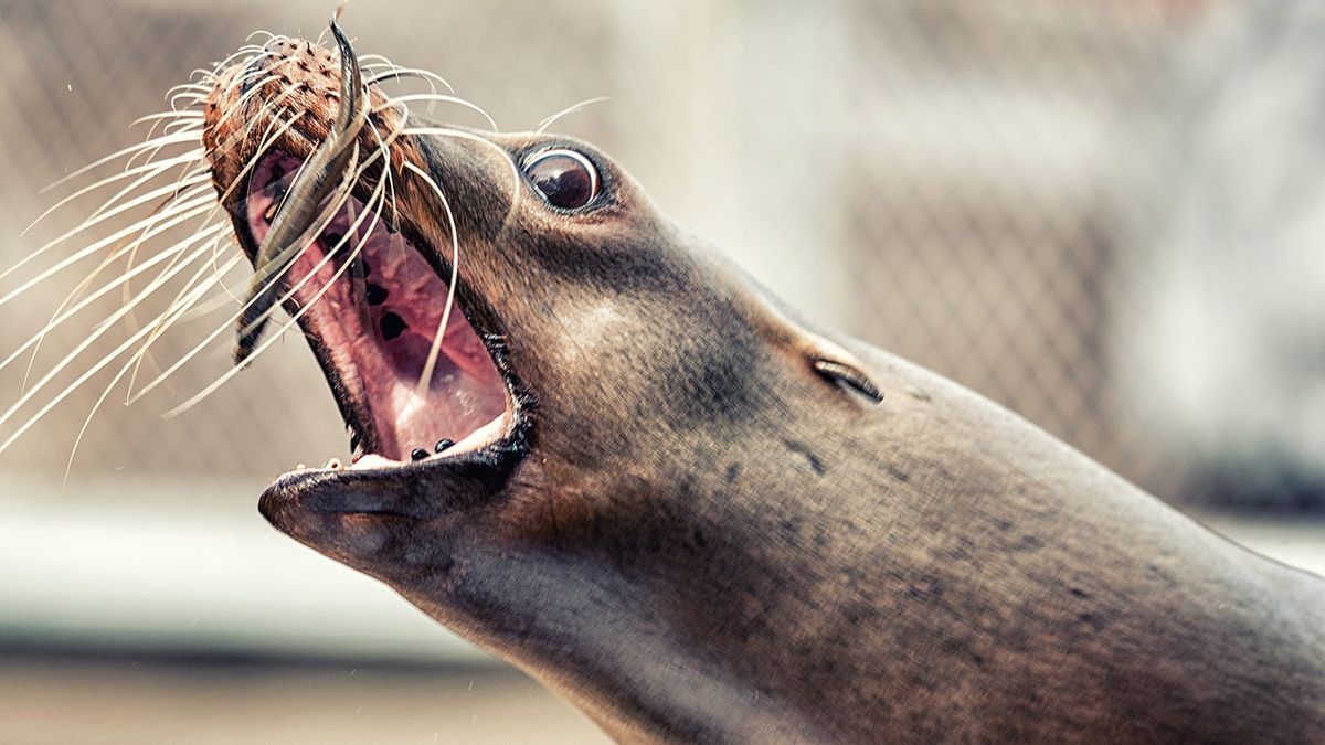 Hmm Weekly for March 30, 2021