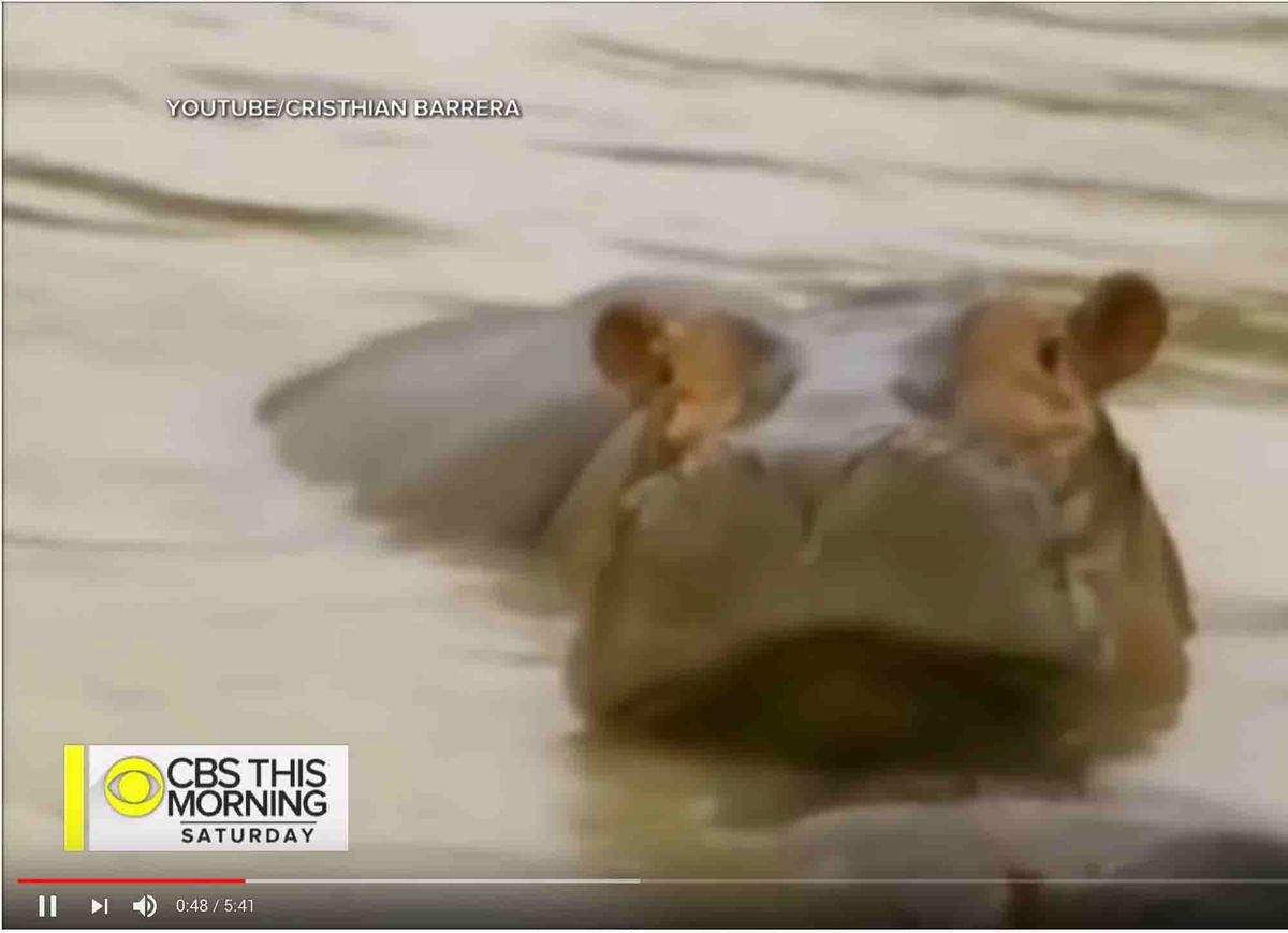 Hmm Weekly for February 18, 2020