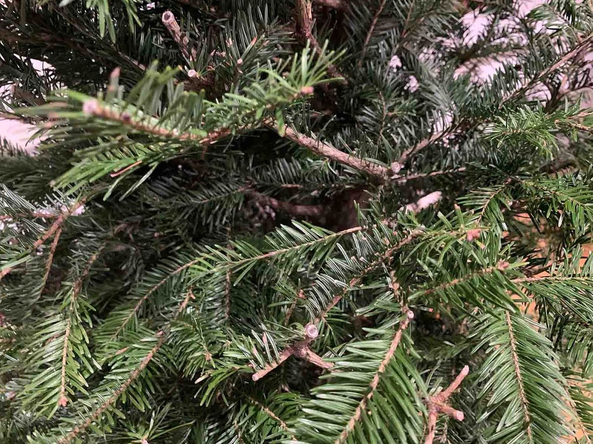 Indignity Vol. 2, No. 101: Ruffled Fir