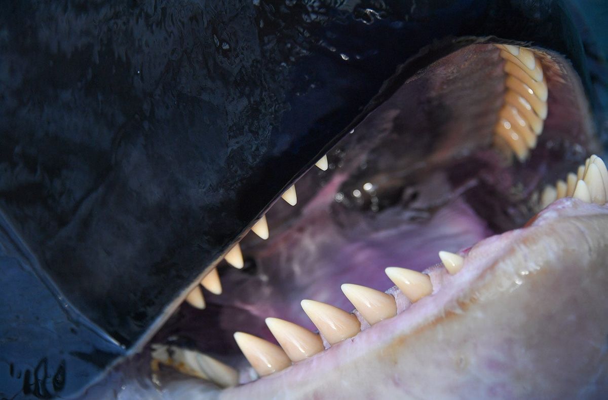 Indignity Vol. 2, No. 10: Flee Willy.