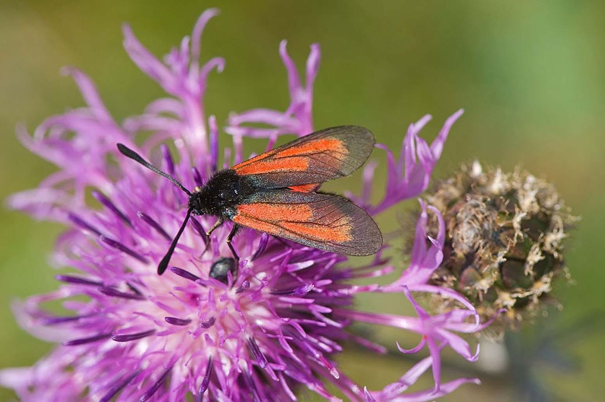 Wordle Postgame Report, September 14