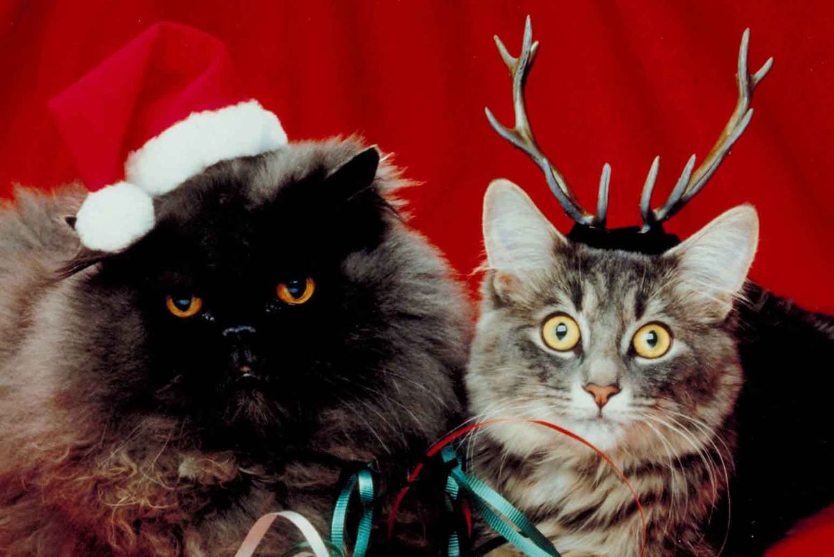 Indignity Vol. 1, No. 51: Bah Rum Pum Pum Humbug!