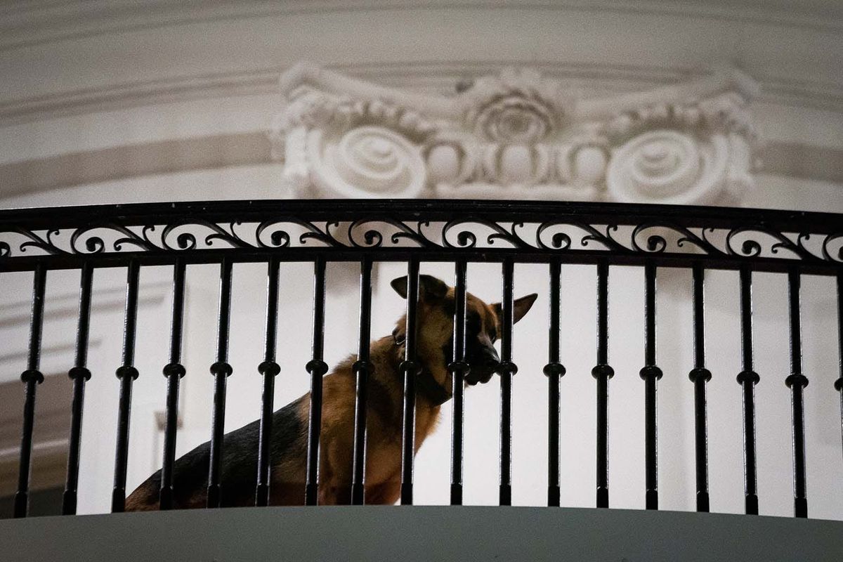 The Presidential Doghouse
