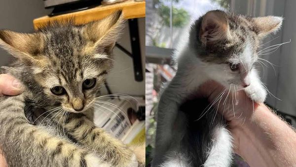 Adorable fuzzy kittens