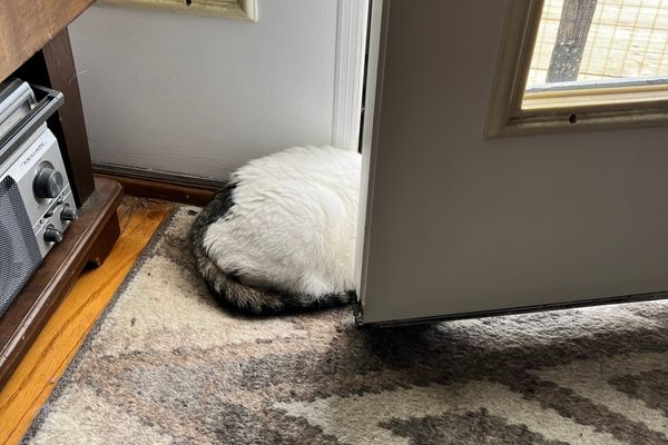 One of our cats halfway in the door to the deck all you can see is his behind half.