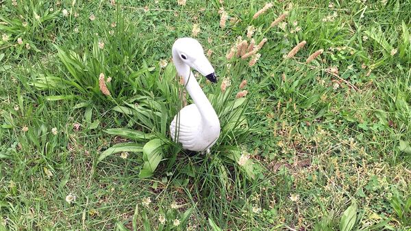 A faded flamingo lawn statue surrounded by flourishing untended growth