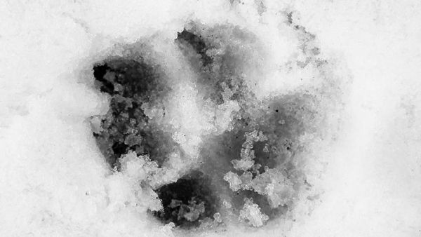 Is it a pawprint or is it a white wolf emerging from the snow?!?!