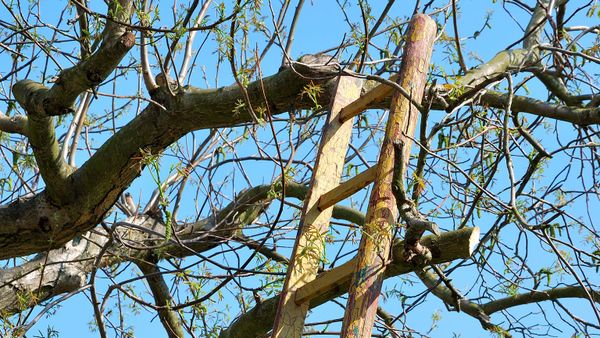 A ladder in a tree