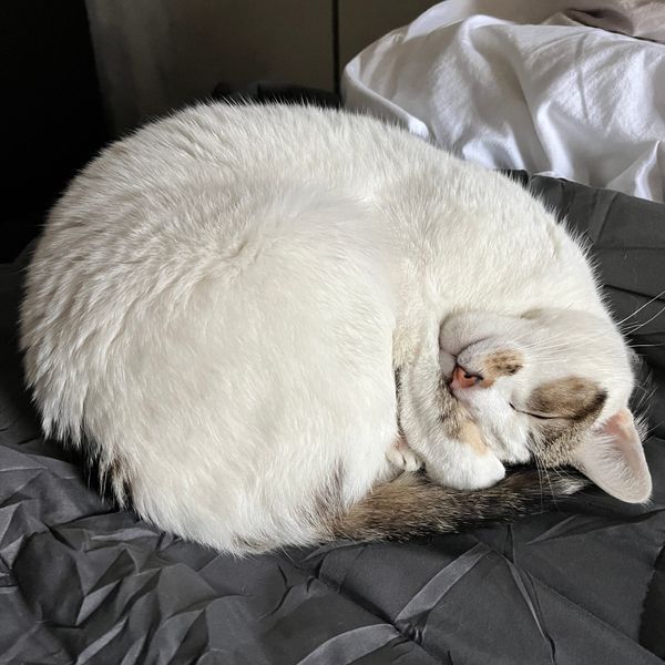 A calico cat curled up and snoozin'.