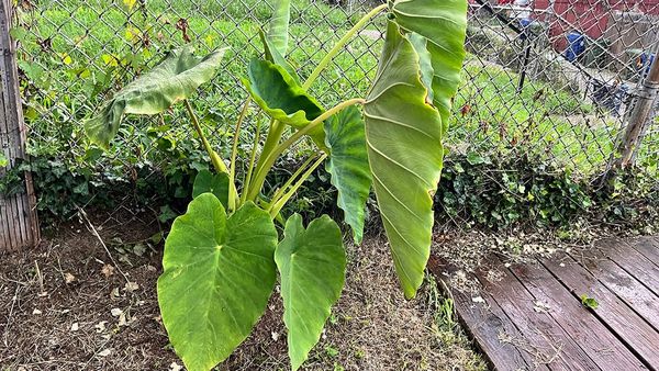 MR WRONG: Capital offense