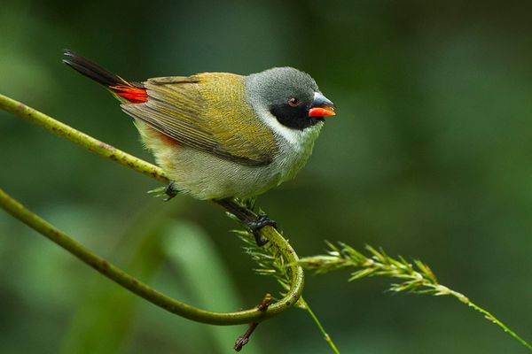 Foreign feathered friends