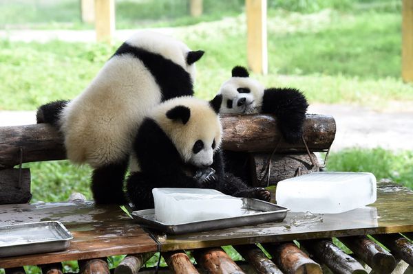 Indignity Image Roundup: Cool