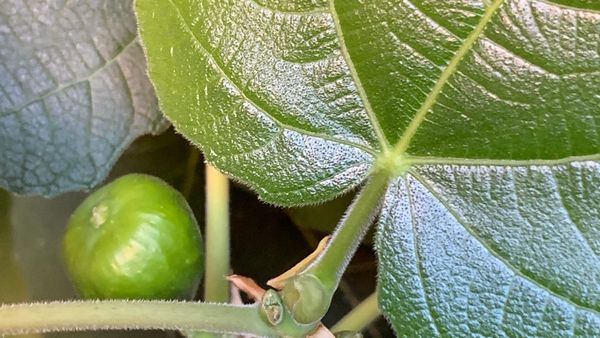 Ripening fig and waxy green leaf