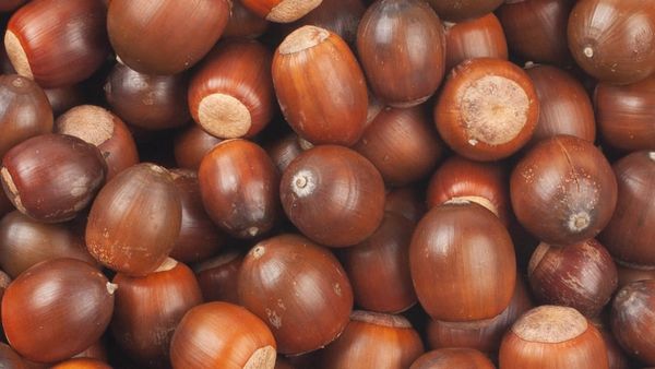 Approximately 2 dozen acorns