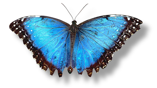 A blue morpho butterfly