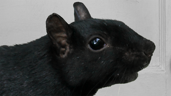 A melanistic squirrel in front of the door to the stairs