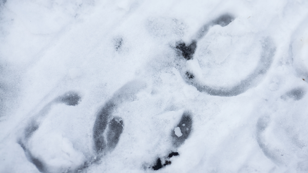 Hoofprints in the snow