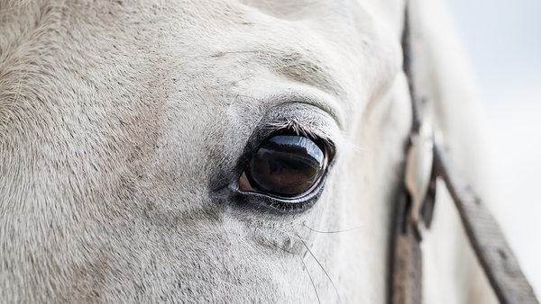 The Stairs, Chapter 24