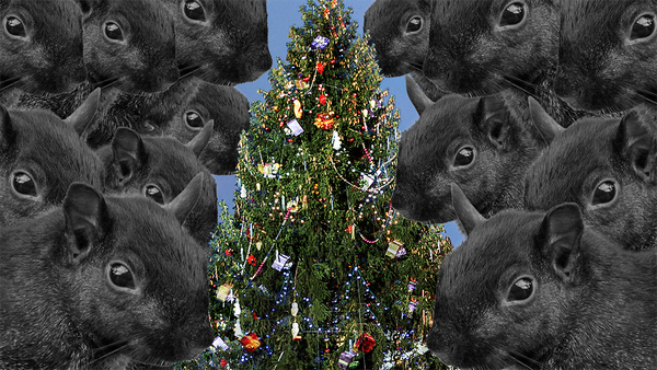 A gang of squirrels flanking a Christmas tre