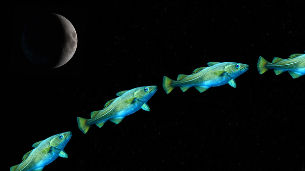 A waxing Moon over an arc of codfish in darkness.