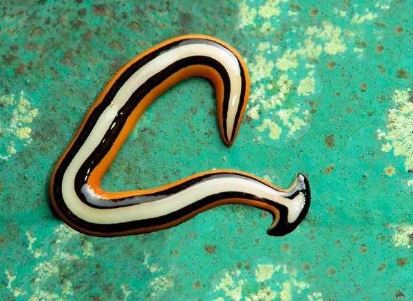 Indignity Vol. 2, No. 42: Below the waterline.