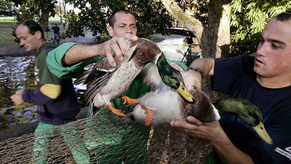 Wordle Postgame Report, October 26