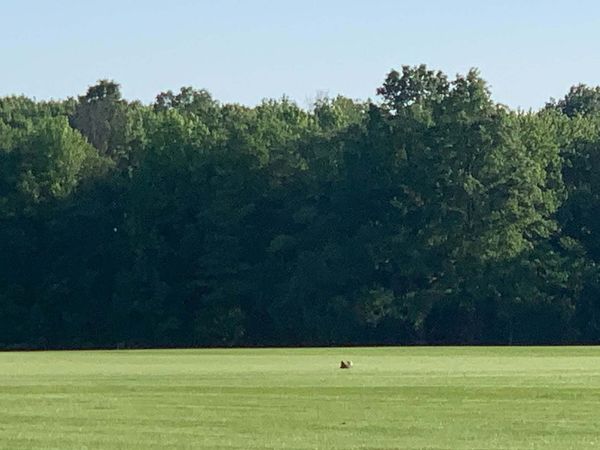 Indignity Vol. 2, No. 46: Landing zone. 