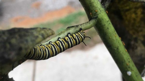 Indignity Vol. 2, No. 89: This weather is bad.