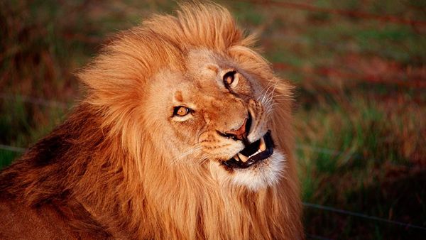 Wordle Postgame Report, November 15