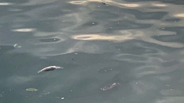 Hmm Weekly for July 7, 2020