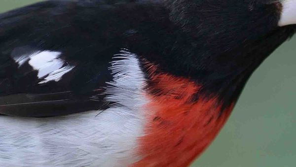 Indignity Vol. 2, No. 41: Facts on the wing.