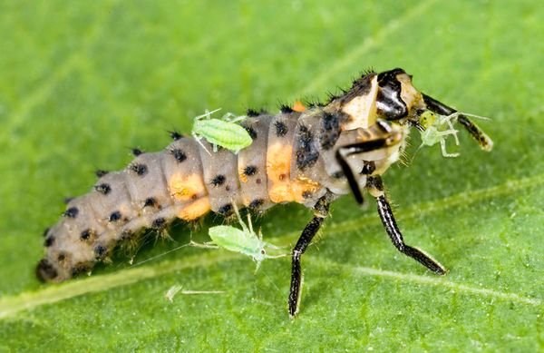 Wordle Postgame Report, CATCH up: July 21-24