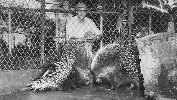 Wordle Postgame Report, November 1