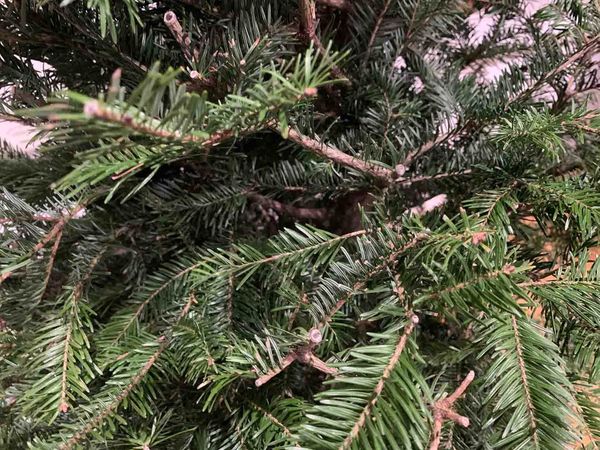 Indignity Vol. 2, No. 101: Ruffled Fir