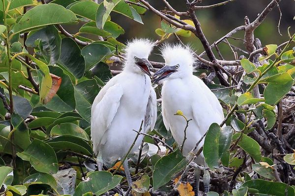 Wordle Postgame Report, Weekend CATCH up