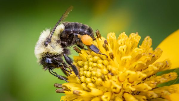 Indignity Vol. 1, No. 27: Easy come, easy go.