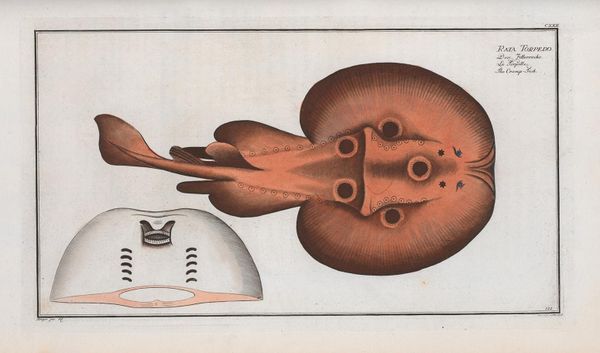 Wordle Postgame Report, July 31