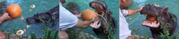 Wordle Postgame Report, July 28