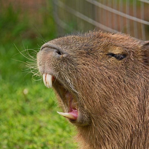 Indignity Vol. 3, No. 7: Writers! Please Learn What a Rodent Is!