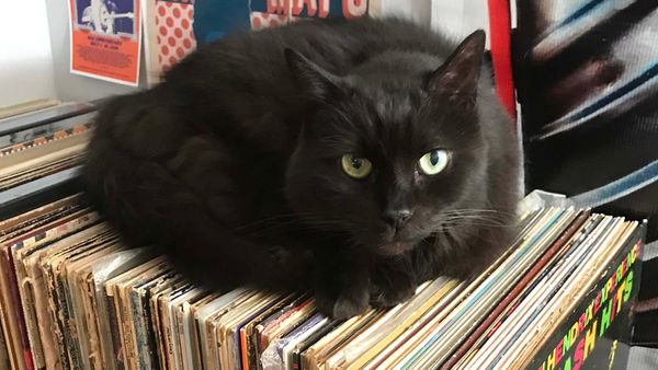 INDIGNITY VOL. 3, NO. 32: All beef, no sandwich