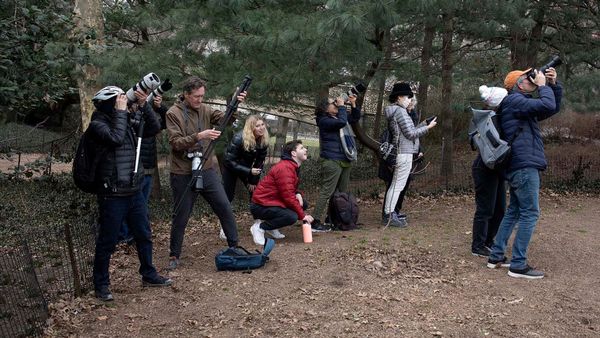 INDIGNITY VOL. 3, NO. 15: Free bird.